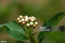 Attēlu rezultāti vaicājumam “Aronia melanocarpa bud”