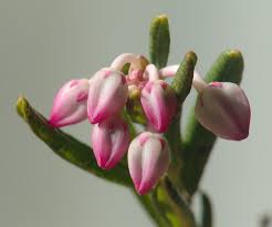 Attēlu rezultāti vaicājumam “Andromeda polifolia bud”