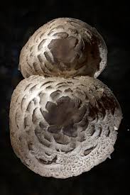 Attēlu rezultāti vaicājumam “Macrolepiota rhacodes var. bohemica”