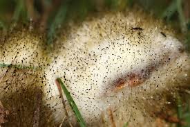 Attēlu rezultāti vaicājumam “Spinellus fusiger”