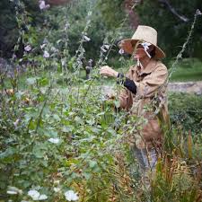 Attēlu rezultāti vaicājumam “Succisa pratensis bud”