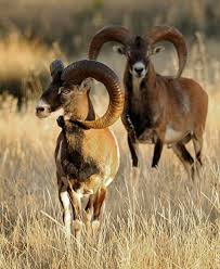 Attēlu rezultāti vaicājumam “Ovis aries juvenile”