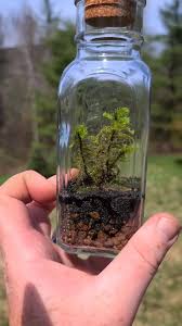 Attēlu rezultāti vaicājumam “Rhytidiadelphus triquetrus sporophyte”