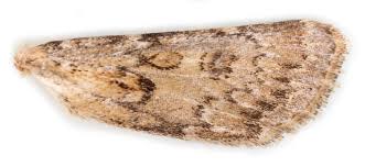 Attēlu rezultāti vaicājumam “Agrotis ripae larva”