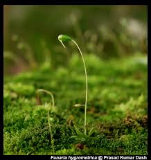 Attēlu rezultāti vaicājumam “Funaria hygrometrica”