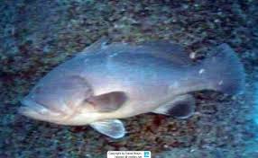 Image result for Hyporthodus niveatus