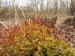 Attēlu rezultāti vaicājumam “Callicladium haldanianum”