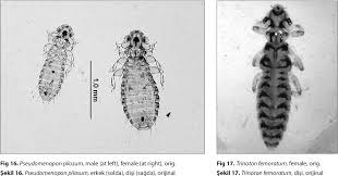 Attēlu rezultāti vaicājumam “Phthiraptera”