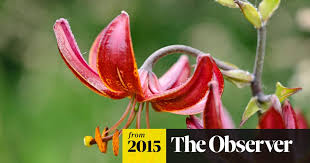 Attēlu rezultāti vaicājumam “Lilium martagon bud”