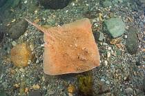 Image result for Amblyraja radiata