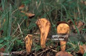 Attēlu rezultāti vaicājumam “Clavariadelphus pistillaris”