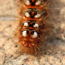 Attēlu rezultāti vaicājumam “Acronicta rumicis larva”