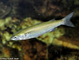 Image result for Mugil cephalus