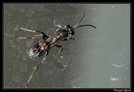 Attēlu rezultāti vaicājumam “Dipogon sp.”