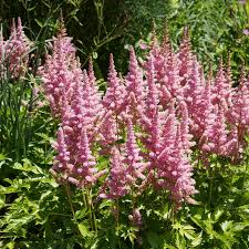 Attēlu rezultāti vaicājumam “Astilbe chinensis”