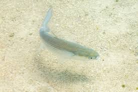 Image result for Liza aurata