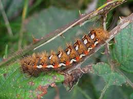 Attēlu rezultāti vaicājumam “Acronicta rumicis larva”