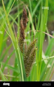 Attēlu rezultāti vaicājumam “Carex riparia”