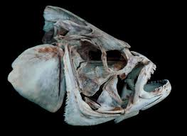 Image result for Lobotes surinamensis