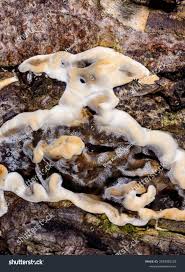 Attēlu rezultāti vaicājumam “Bjerkandera fumosa”