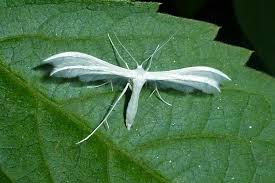 Attēlu rezultāti vaicājumam “Pterophorus pentadactyla”