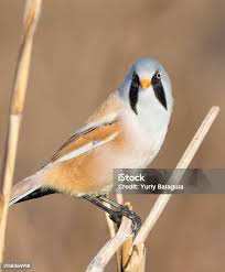Attēlu rezultāti vaicājumam “Panurus biarmicus male”
