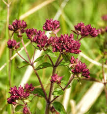 Attēlu rezultāti vaicājumam “Origanum majorana flower”