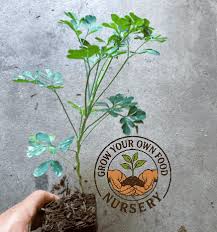 Image result for Ruta graveolens