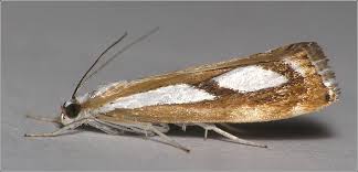 Attēlu rezultāti vaicājumam “Catoptria fulgidella”