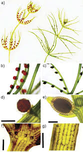 Attēlu rezultāti vaicājumam “Chara intermedia male”