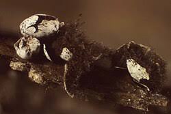 Attēlu rezultāti vaicājumam “Diderma umbilicatum stalked”