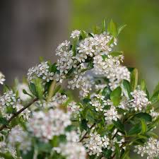 Attēlu rezultāti vaicājumam “Aronia melanocarpa flower”