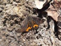 Attēlu rezultāti vaicājumam “Boudinotiana notha”