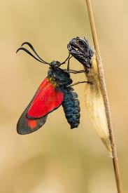 Attēlu rezultāti vaicājumam “Zygaena cocoon”