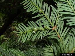 Attēlu rezultāti vaicājumam “Taxus baccata leaf”