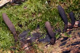 Attēlu rezultāti vaicājumam “Xylaria longipes”