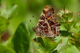 Attēlu rezultāti vaicājumam “Araschnia levana larva”