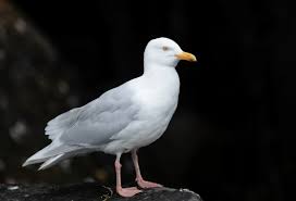Attēlu rezultāti vaicājumam “Larus minutus adult”