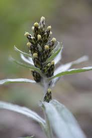 Attēlu rezultāti vaicājumam “Gnaphalium sylvaticum flower”