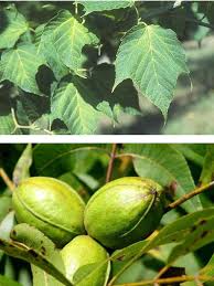 Attēlu rezultāti vaicājumam “Betula humilis fruit”