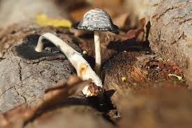 Attēlu rezultāti vaicājumam “Ophiotheca chrysosperma macro”