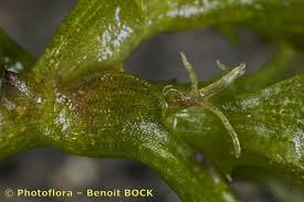 Attēlu rezultāti vaicājumam “Najas marina leaf”