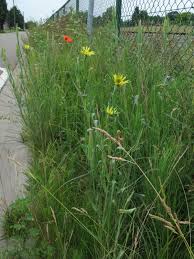 Attēlu rezultāti vaicājumam “Tragopogon heterospermus”