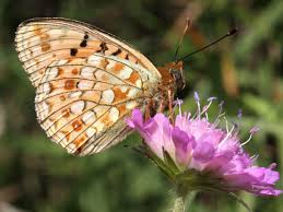Attēlu rezultāti vaicājumam “Argynnis adippe underside”