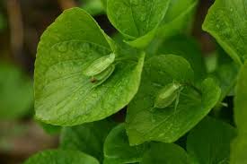 Attēlu rezultāti vaicājumam “Viola mirabilis leaf”