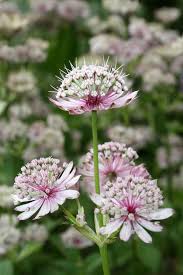 Attēlu rezultāti vaicājumam “Astrantia major flower”