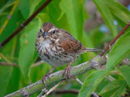 Image result for Melospiza melodia