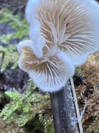 Attēlu rezultāti vaicājumam “Crepidotus versutus”