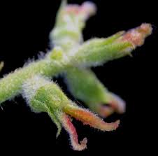 Attēlu rezultāti vaicājumam “Juglans cinerea flower”