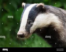 Attēlu rezultāti vaicājumam “Meles meles adult”